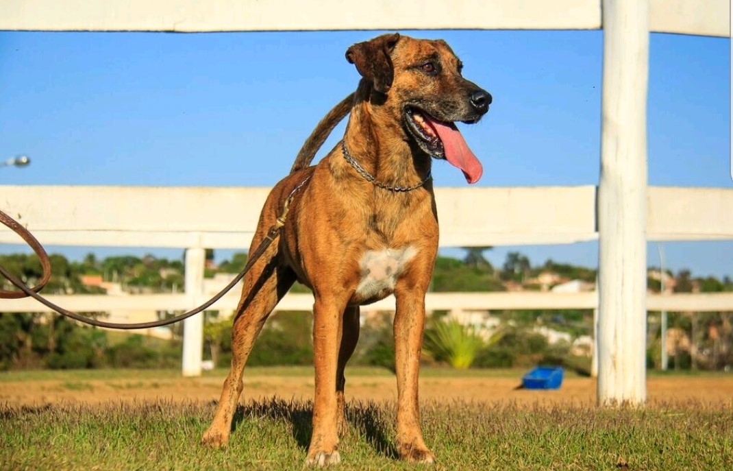 Cães para Adoção